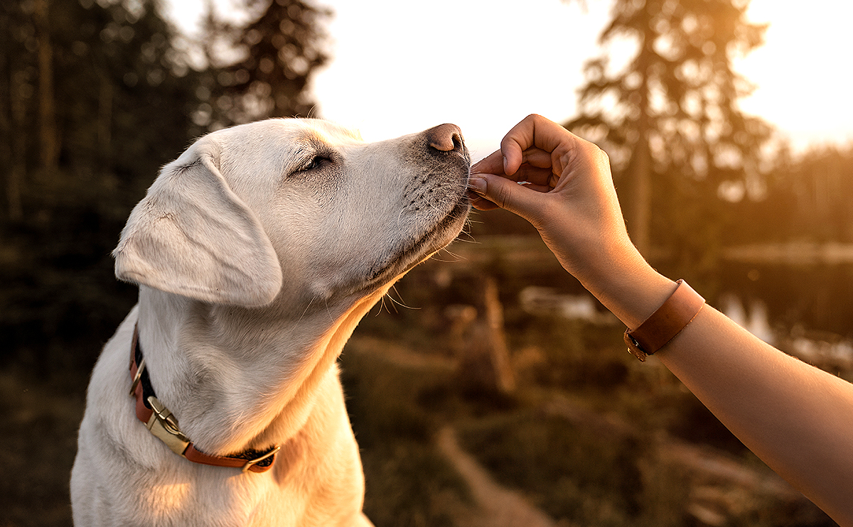 BALDUIN Hunde- und Katzenfutter - Der Hund: Fleischfresse, Allesfresser, Genießer