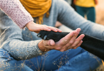 BALDUIN Hunde- und Katzenfutter - Tipps zur Pfotenpflege